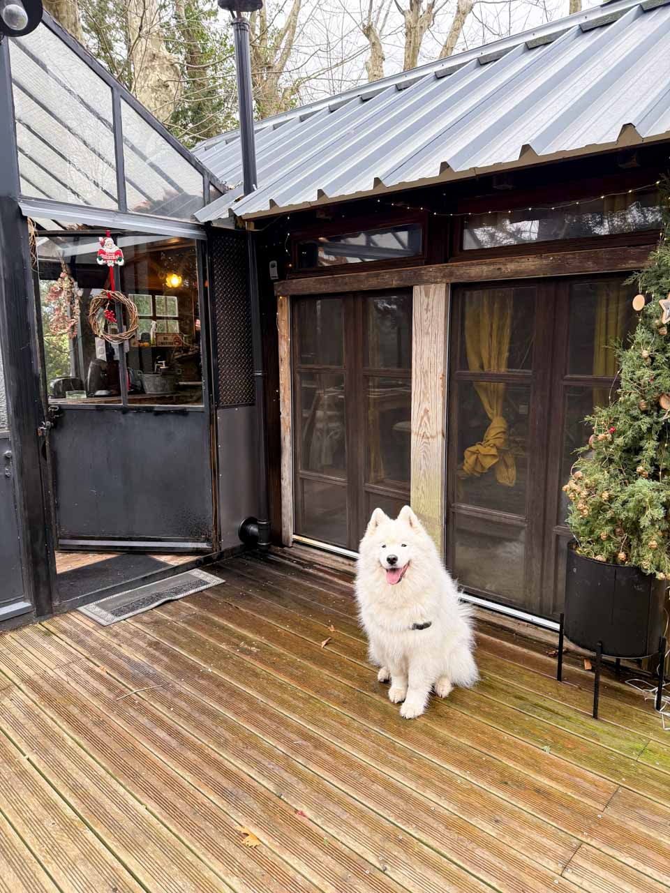 cabane glass exterieur chien